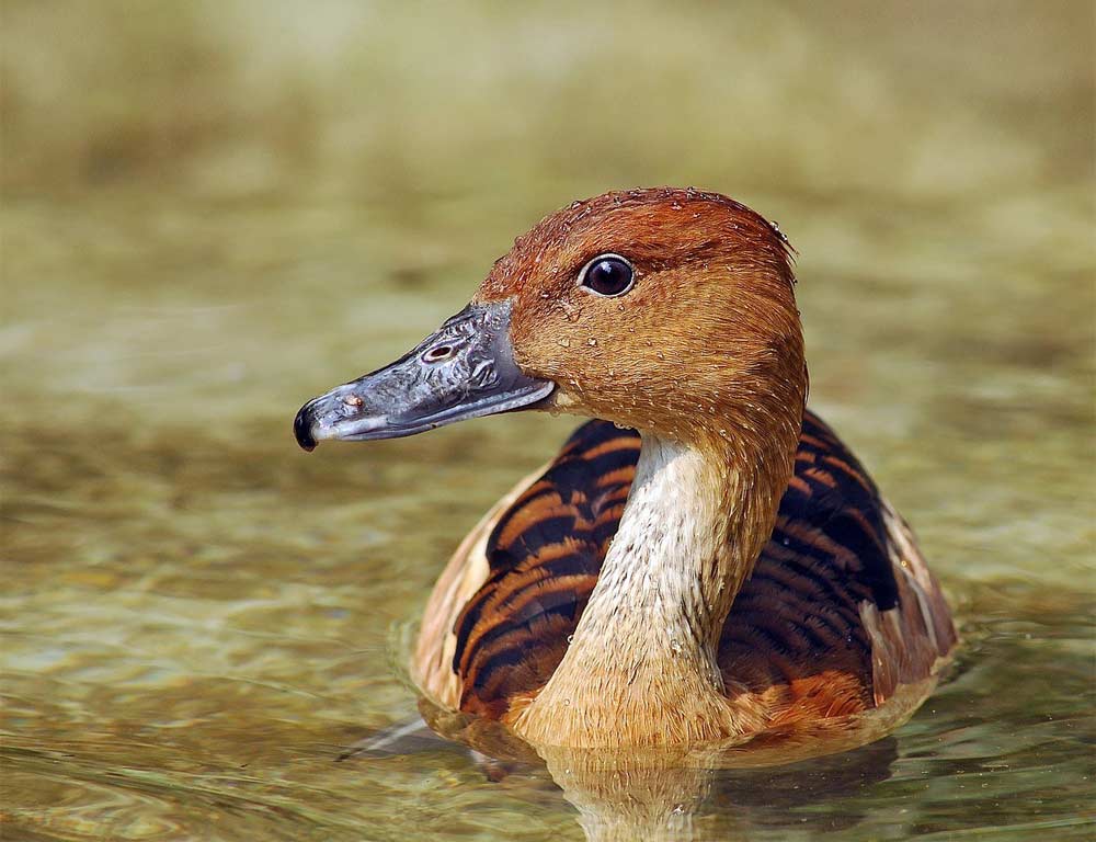 Fulvous Whistling Duck