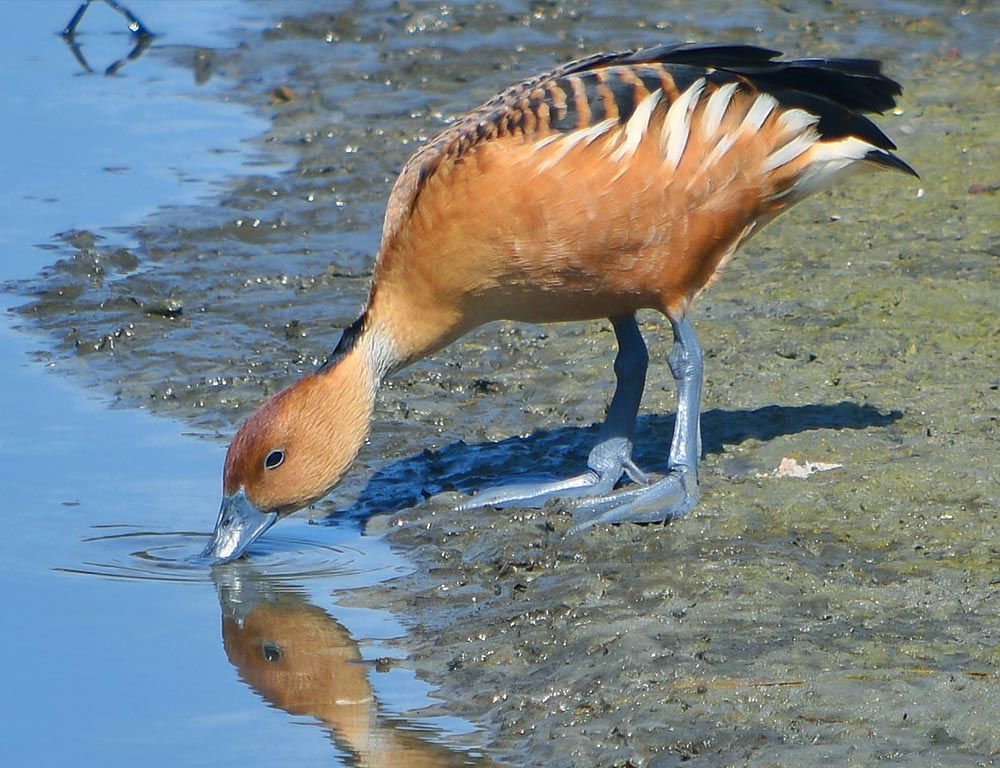 Fulvous Whistling Duck