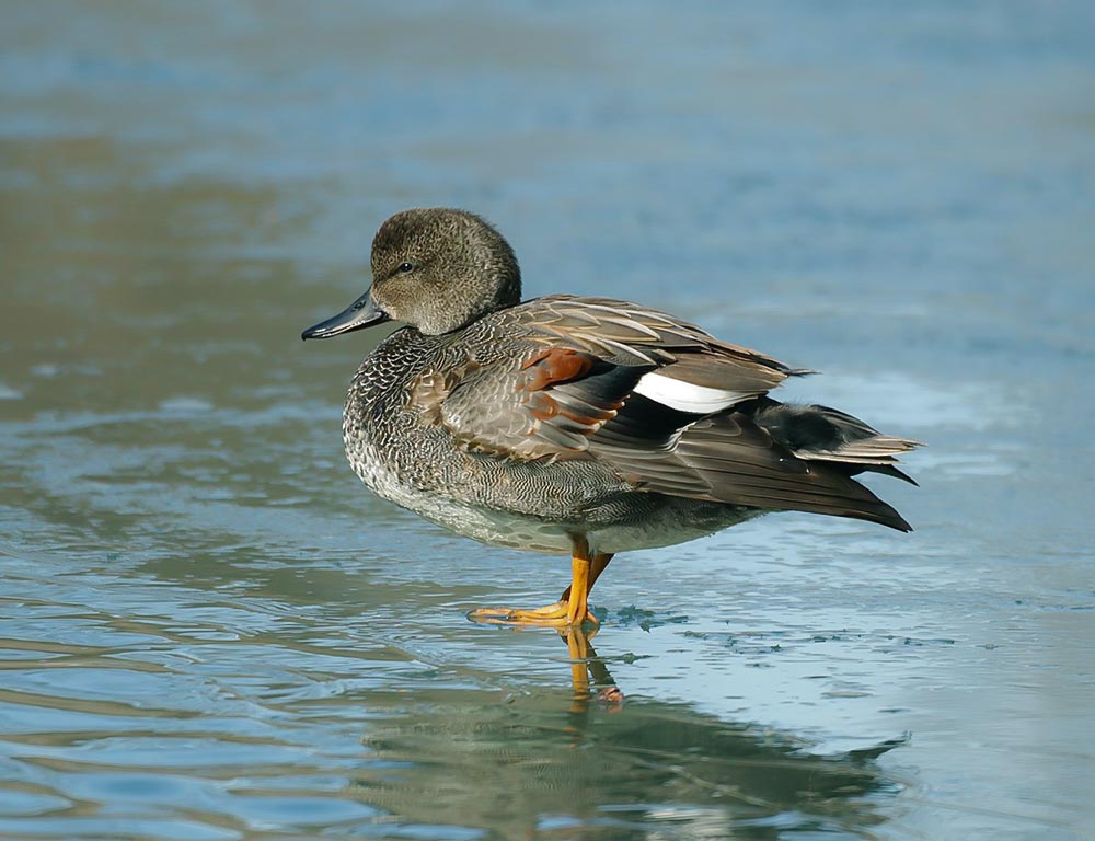 Gadwall