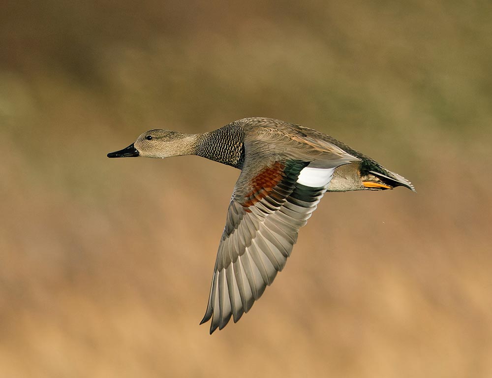 Gadwall