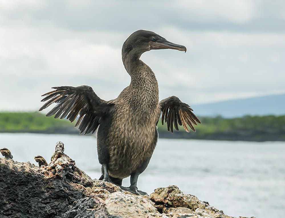 Galapagos Cormorant