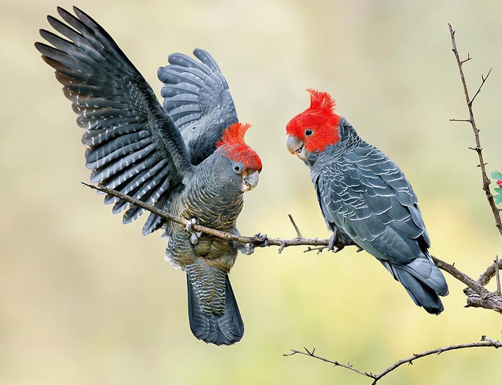 Gang-gang Cockatoo