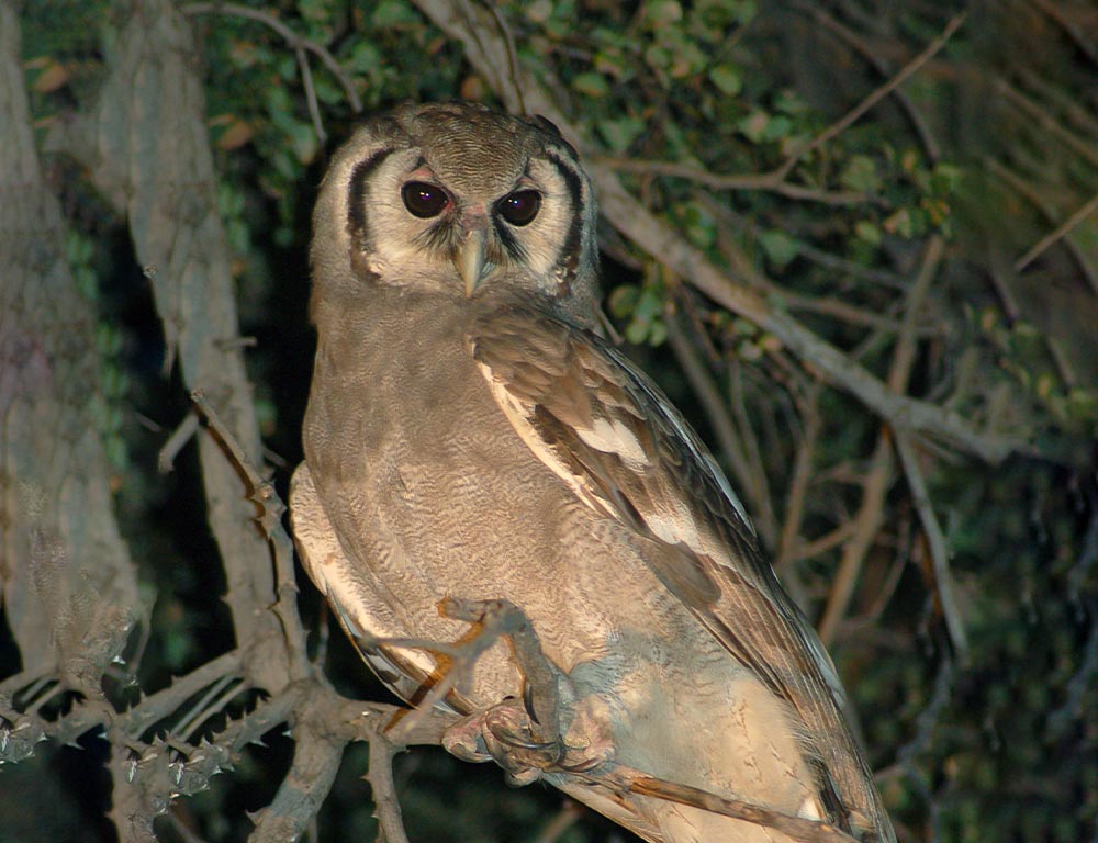 Giant Eagle Owl