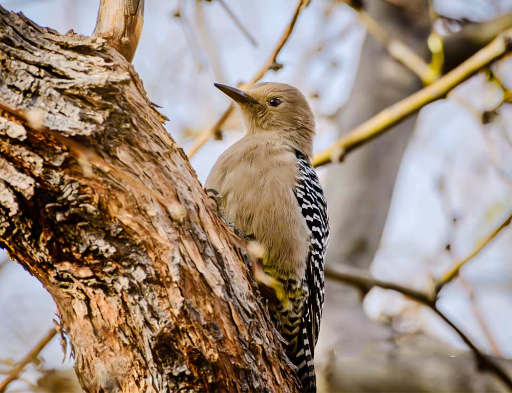 Gila Woodpecker