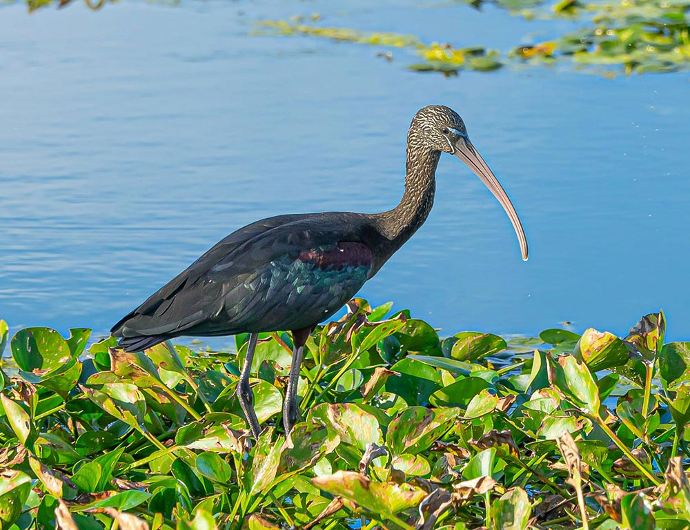 Glossy Ibis