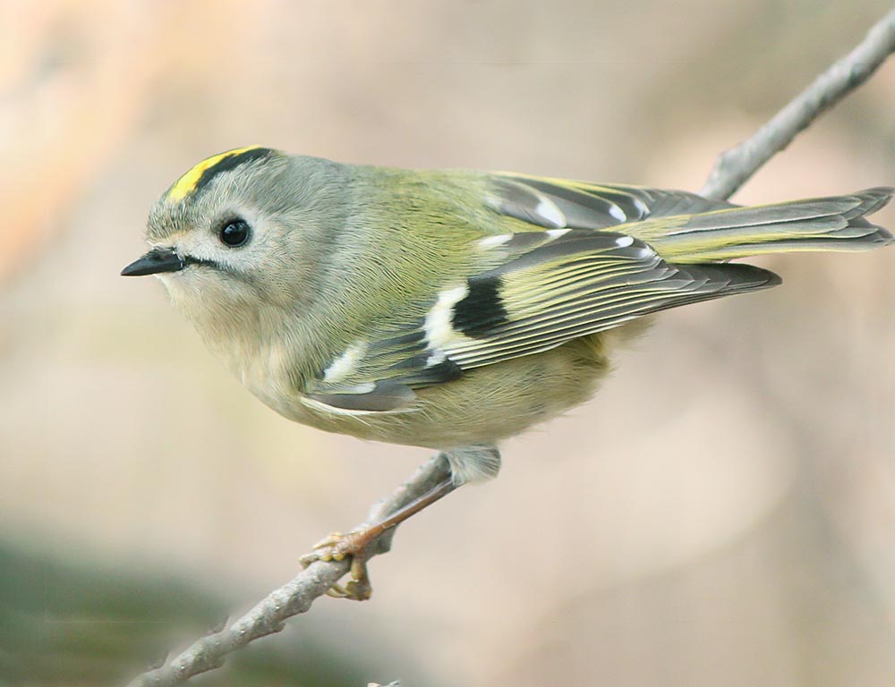 Goldcrest