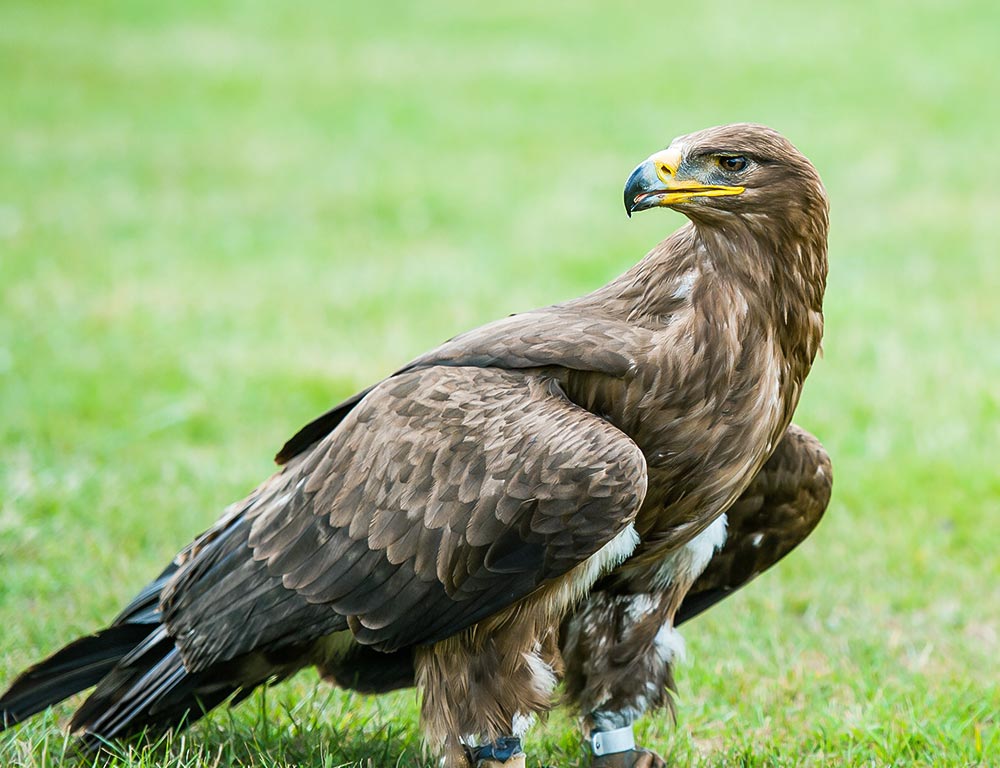 Golden Eagle