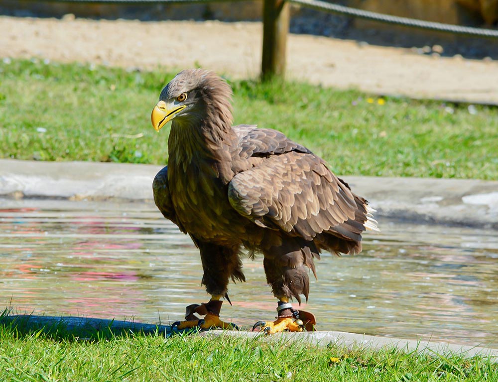 Golden Eagle