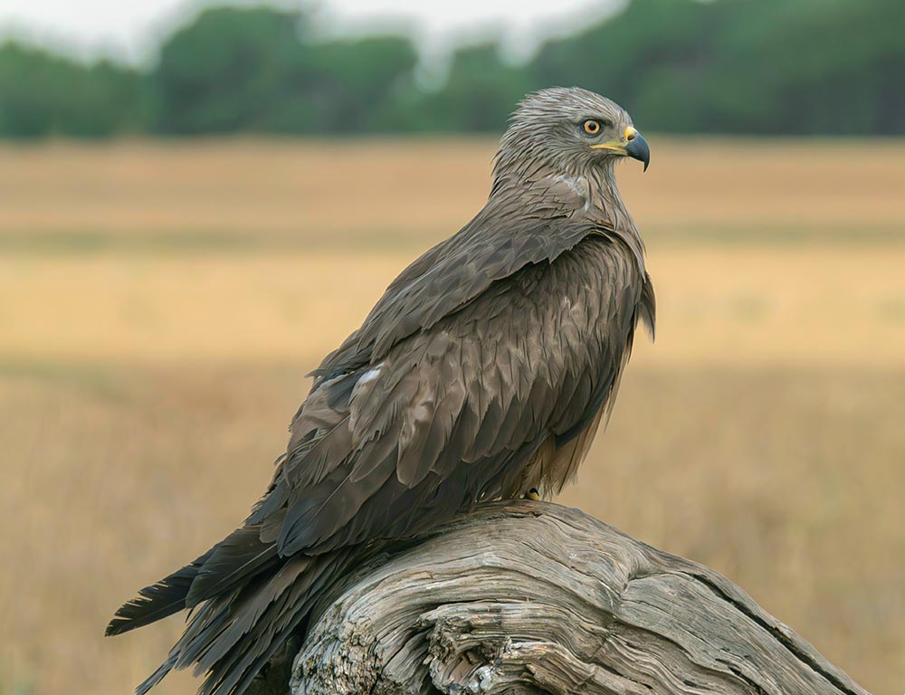 Golden Eagle