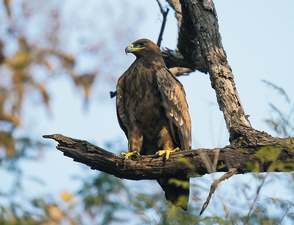 Golden Eagle