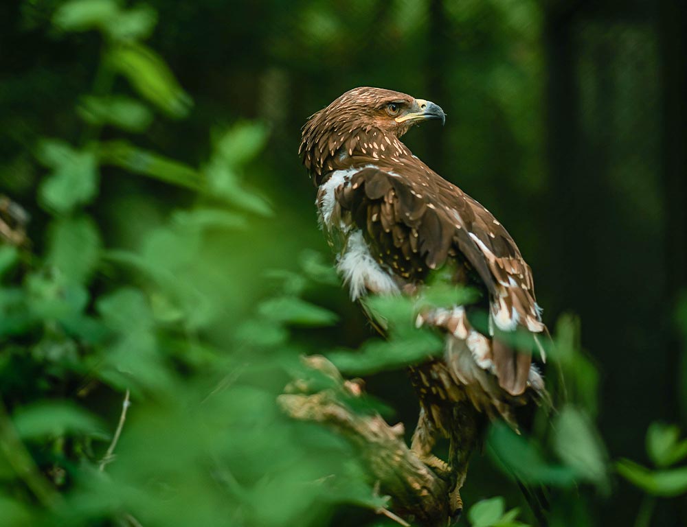 Golden Eagle