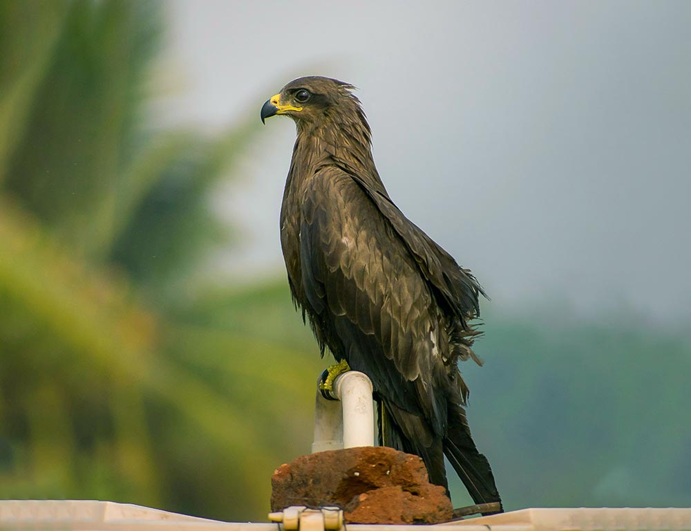 Golden Eagle