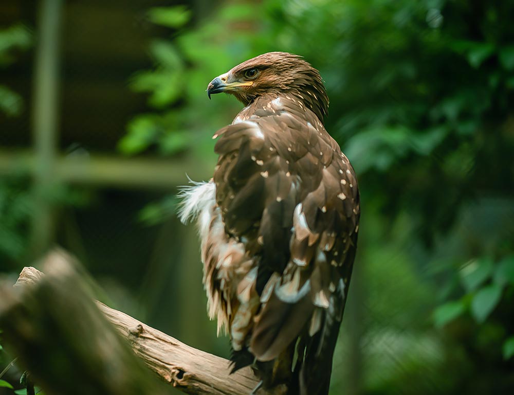 Golden Eagle