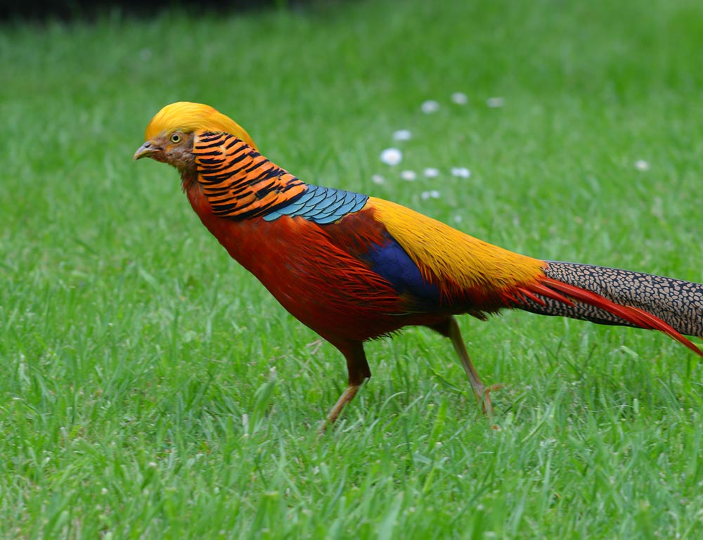 Golden Pheasant