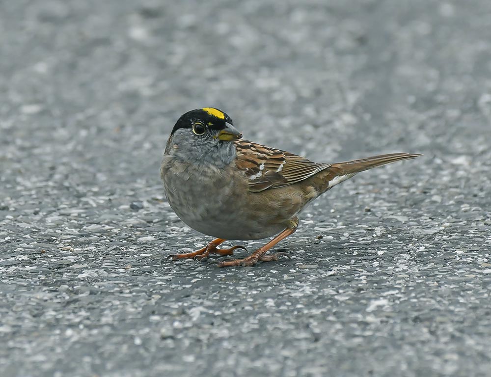 Golden-crowned Sparrow