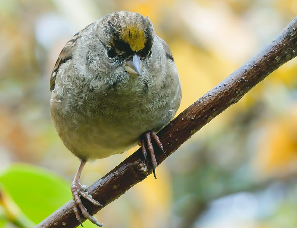 Golden-crowned Sparrow