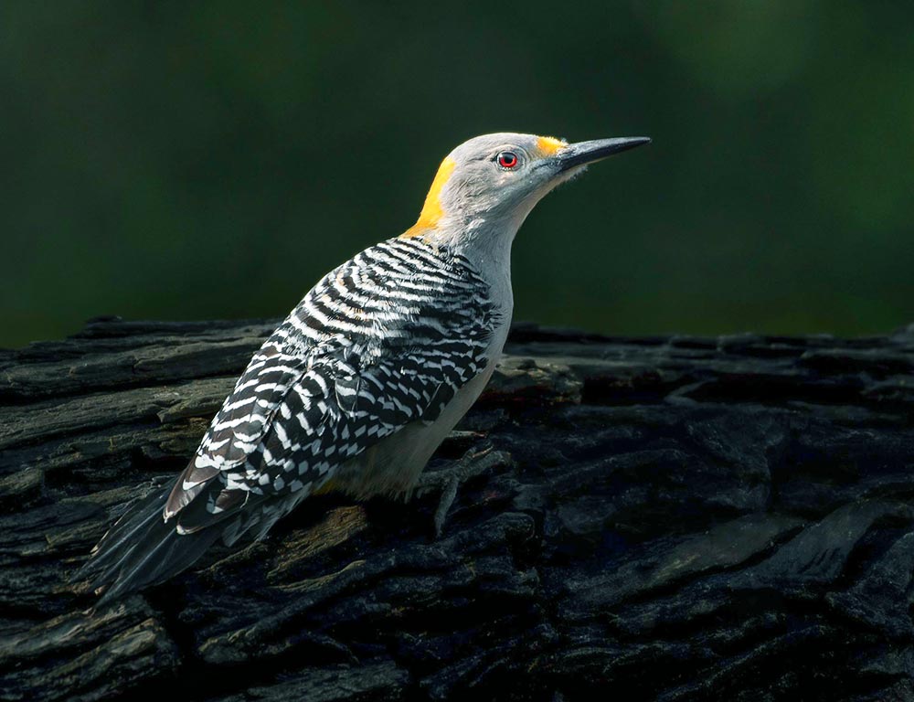 Golden-fronted Woodpecker