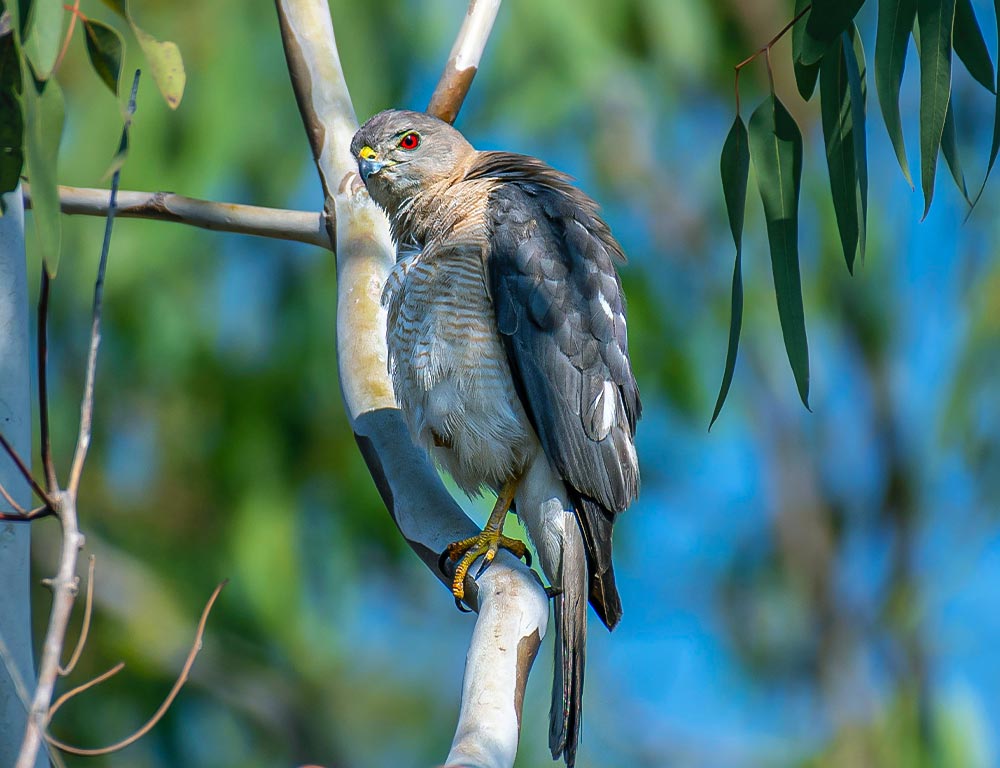 Goshawk