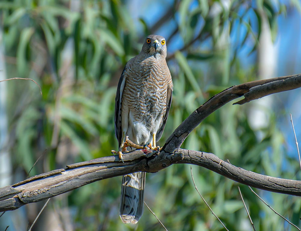 Goshawk