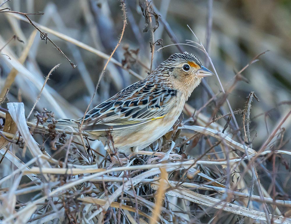 Grasshopper Sparrow