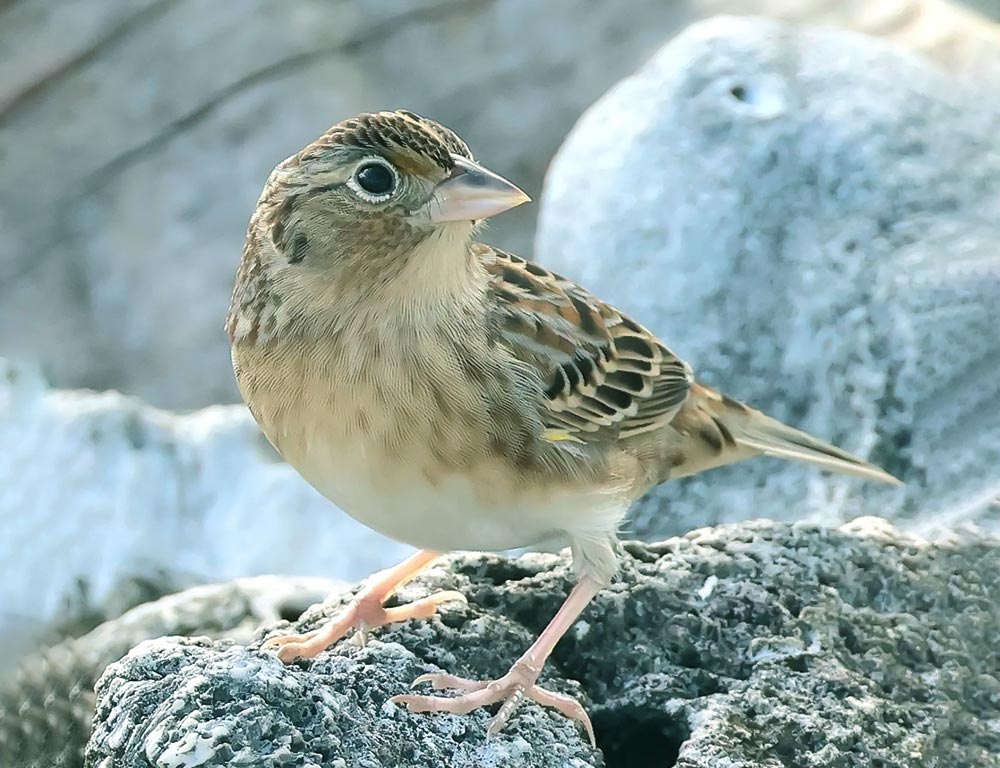 Grasshopper Sparrow