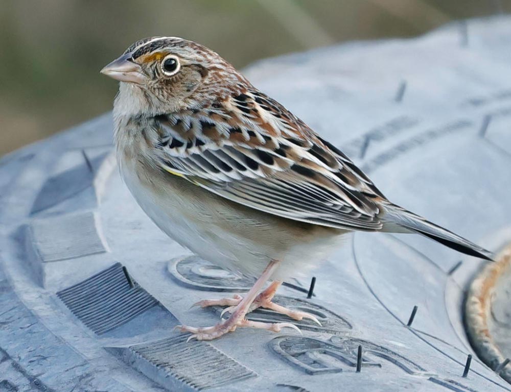 Grasshopper Sparrow