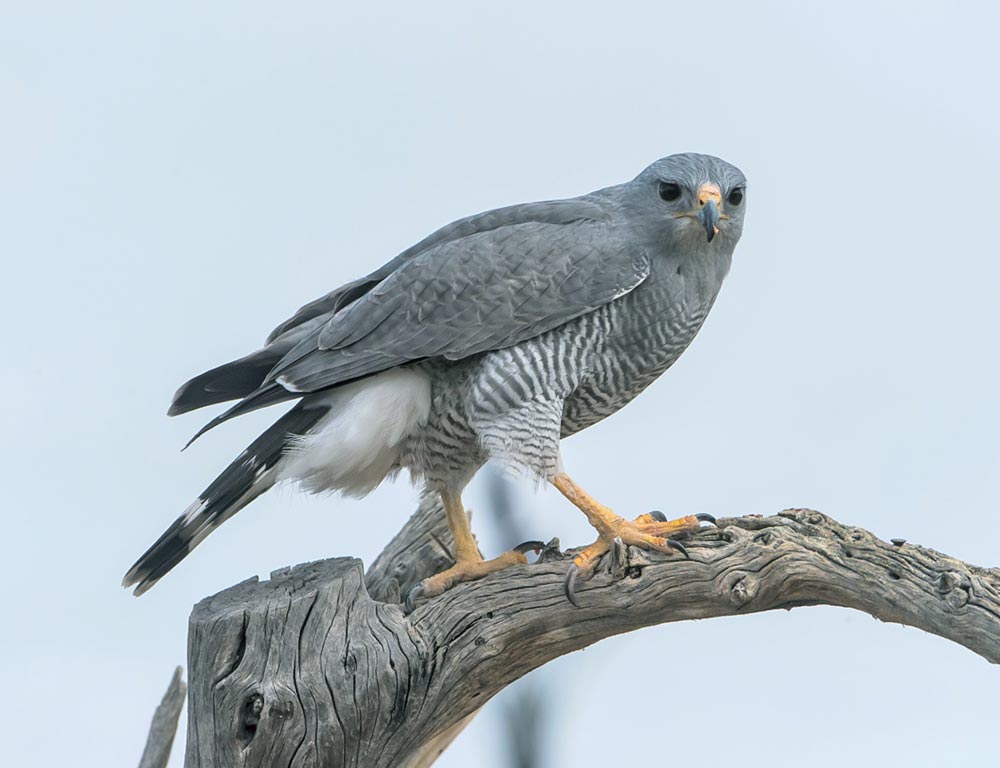 Gray Hawk