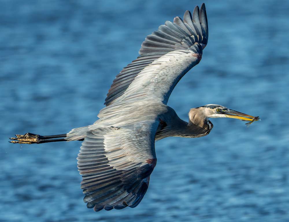 Great Blue Heron