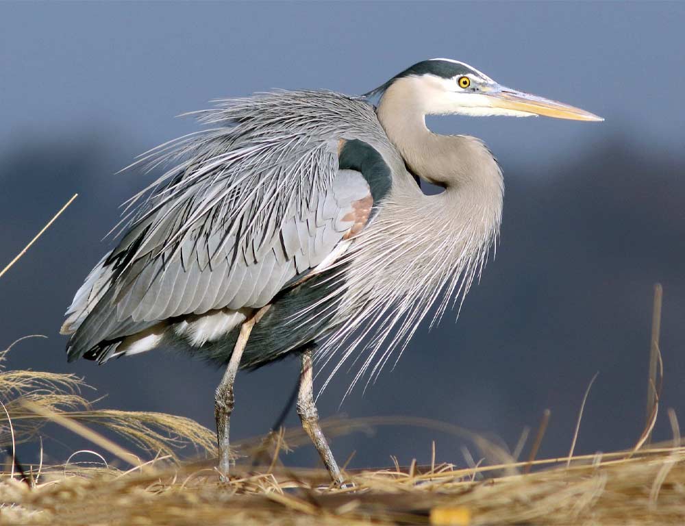 Great Blue Heron