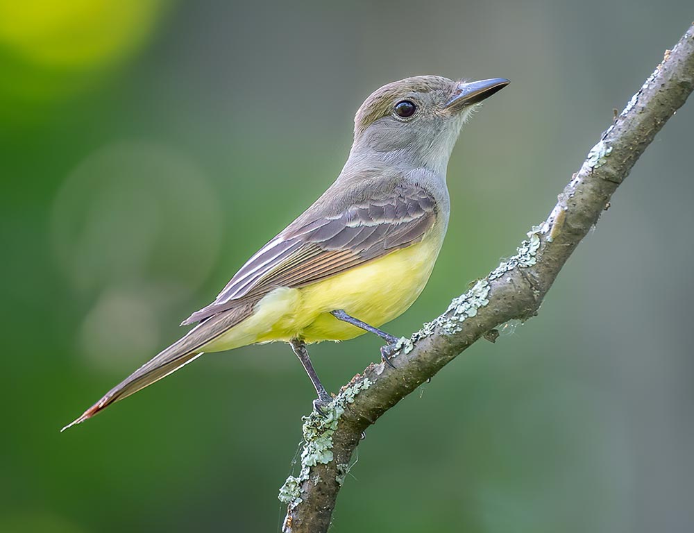 Great Crested Flycatcher