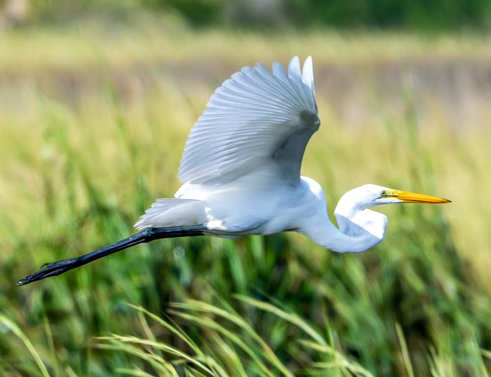 Great Egret