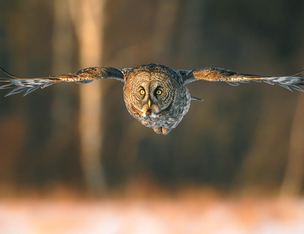 Great Gray Owl