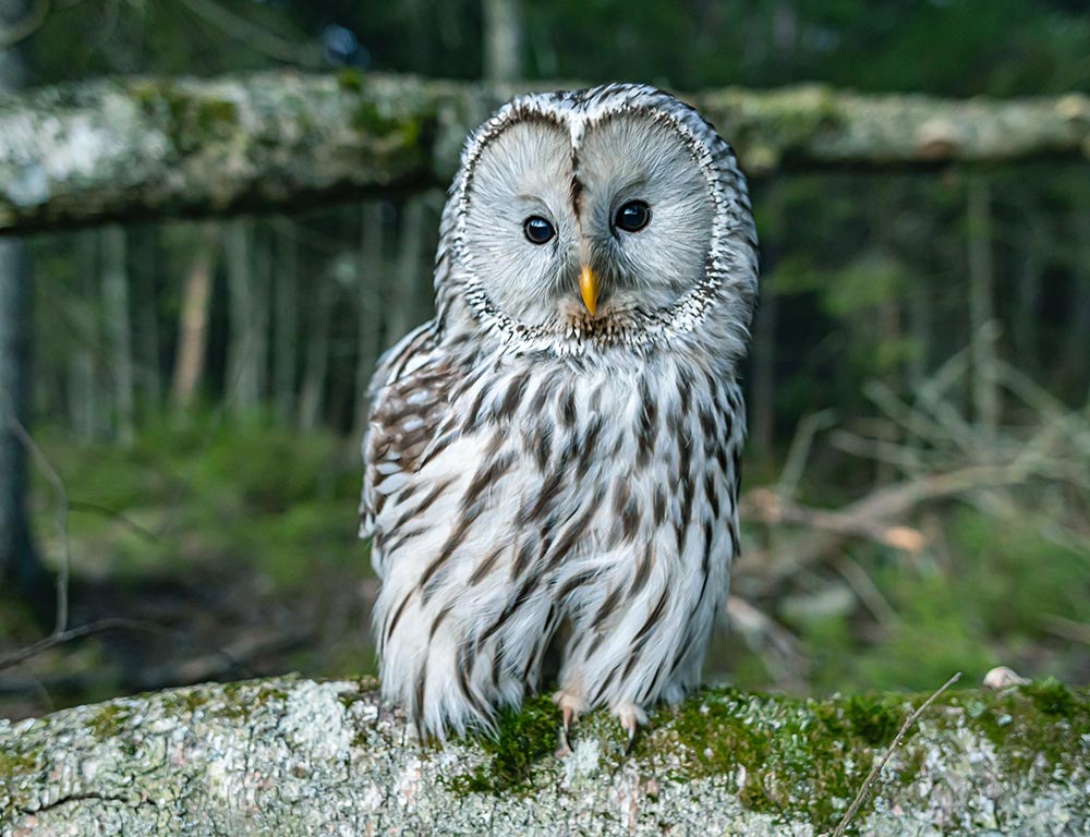 Great Grey Owl