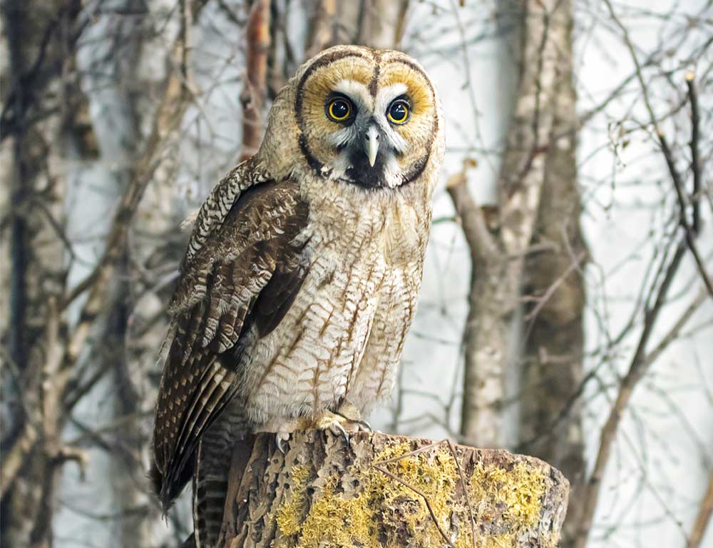 Great Grey Owl