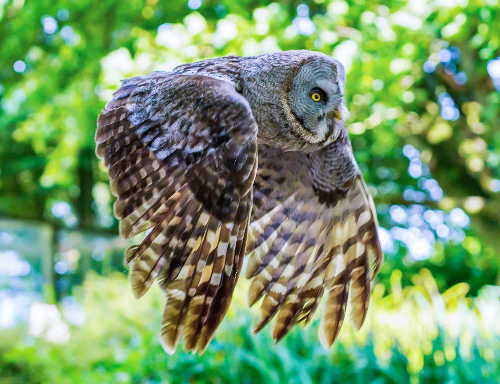 Great Grey Owl