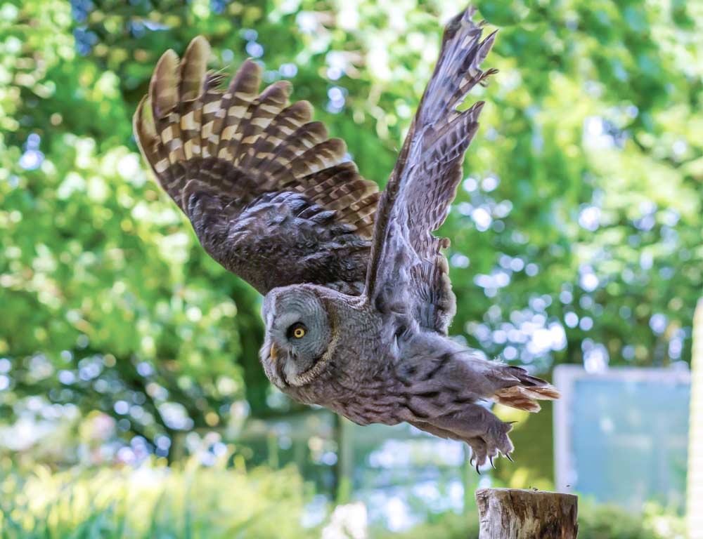 Great Grey Owl