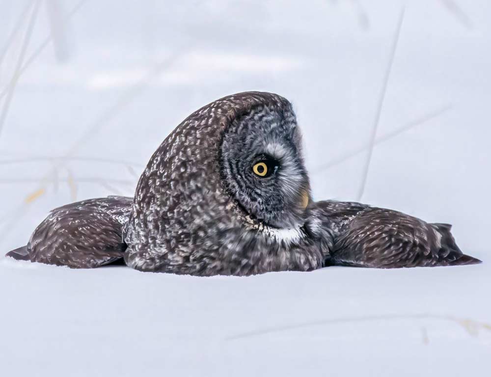 Great Grey Owl