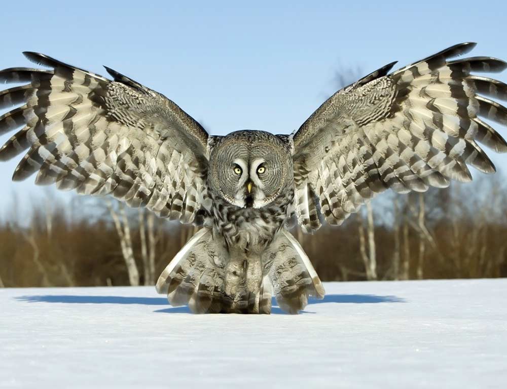 Great Grey Owl