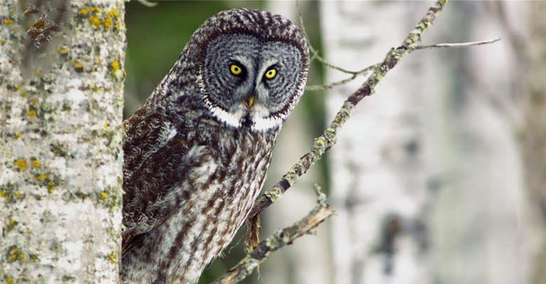 Great Grey Owl Life History