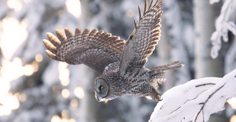 Great Grey Owl