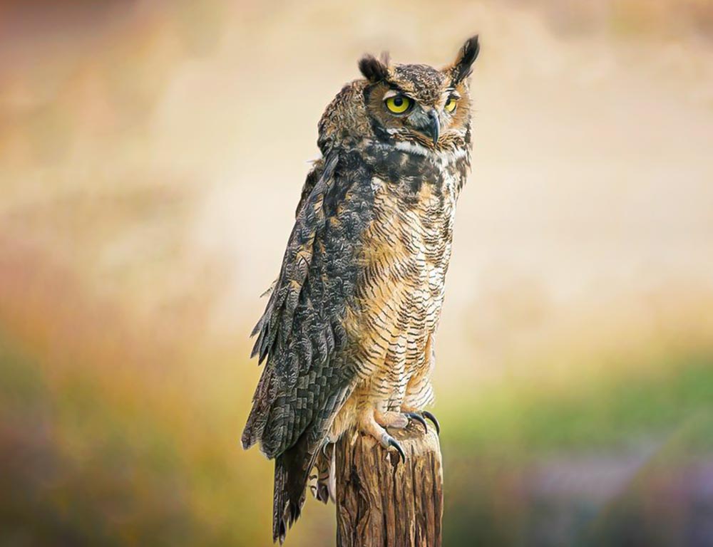 Great Horned Owl