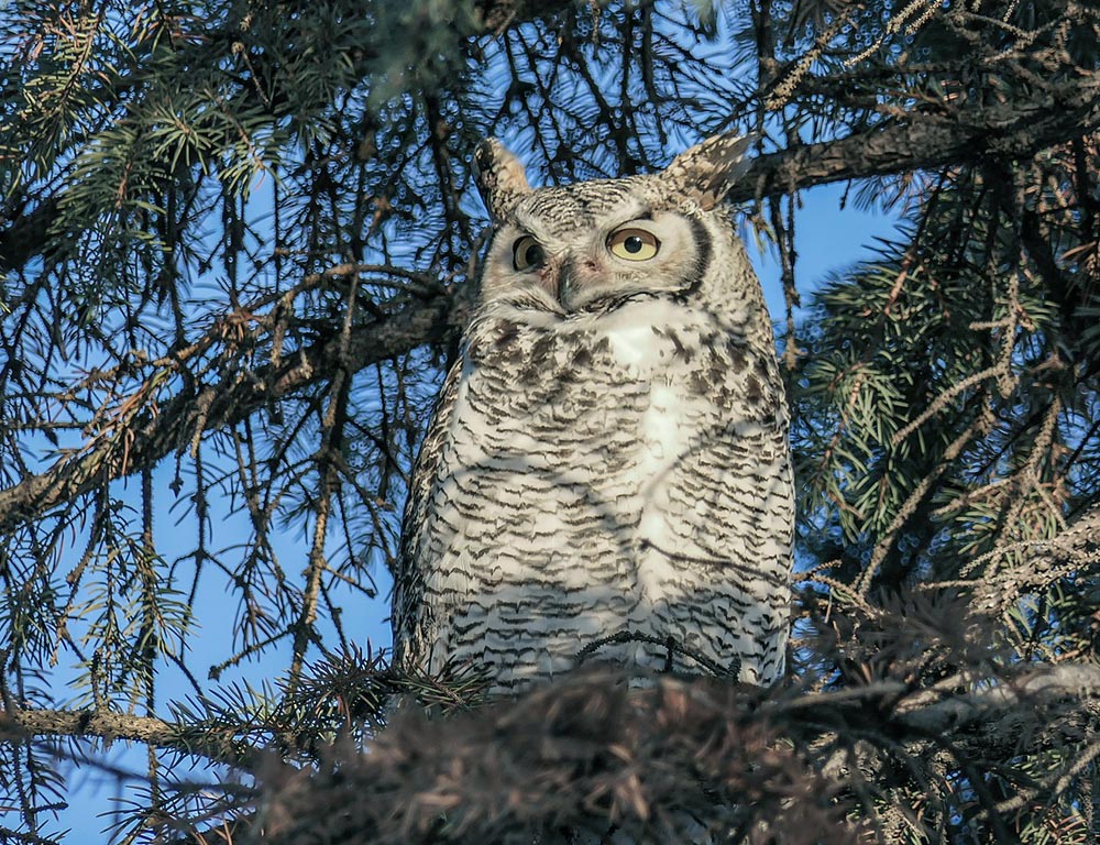 Great Horned Owl