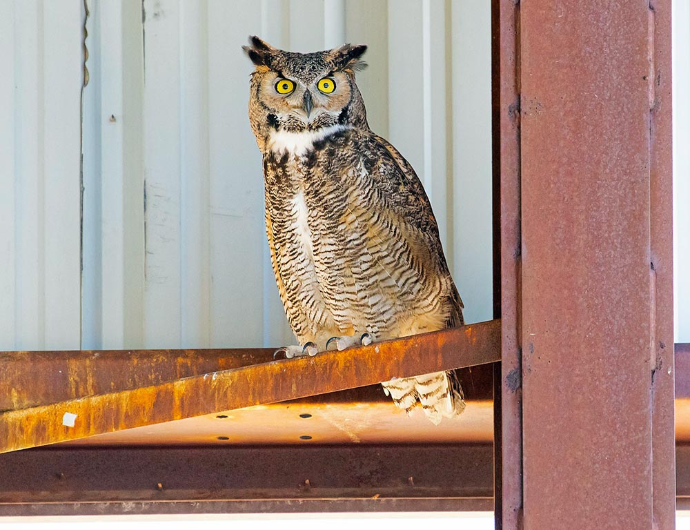 Great Horned Owl