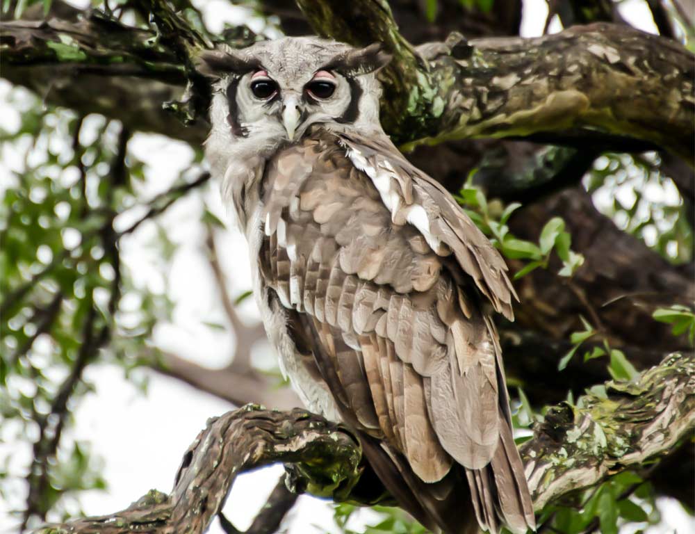 Great Horned Owl