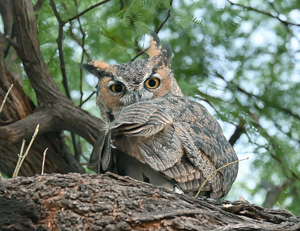 Great Horned Owl