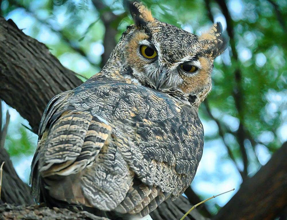 Great Horned Owl