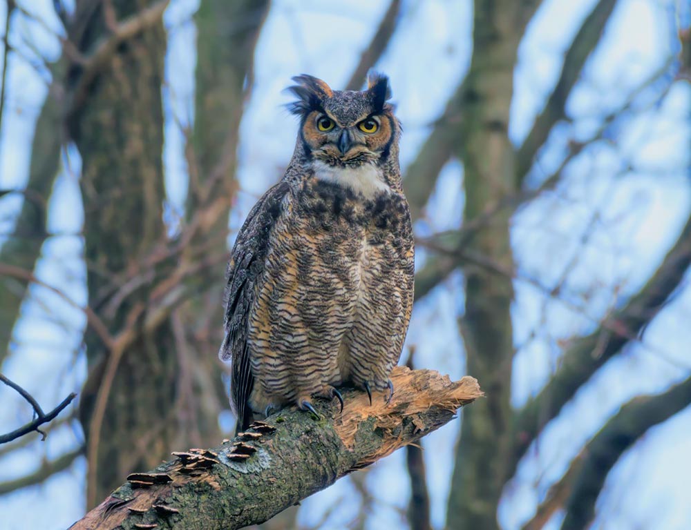 Great Horned Owl