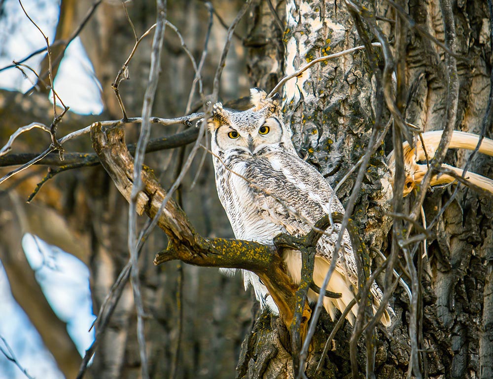 Great Horned Owl