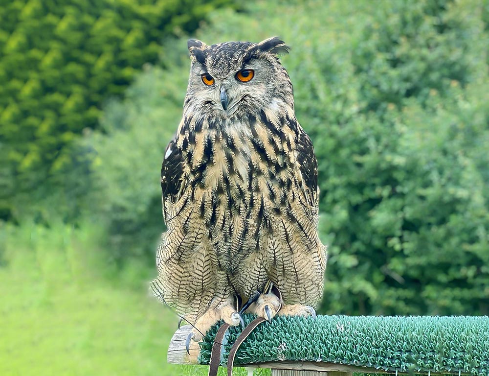 Great Horned Owl