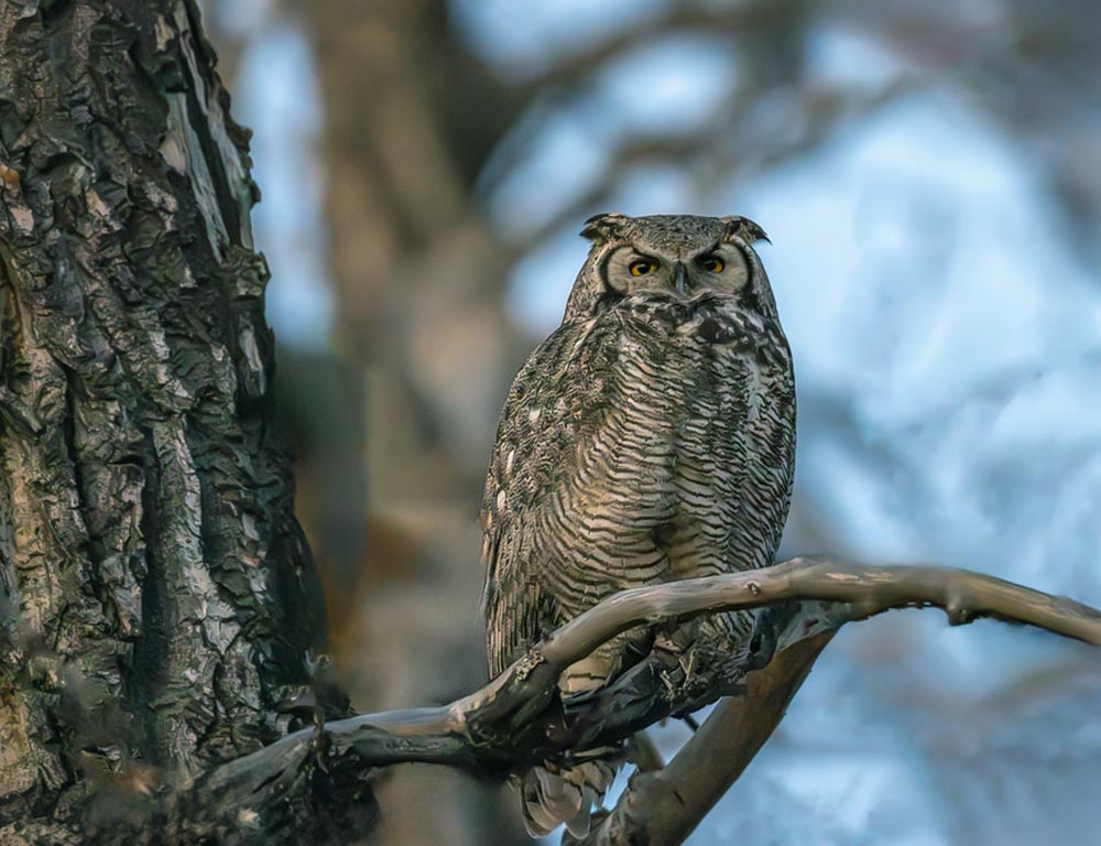 Great Horned Owl